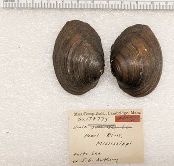 Media type: image;   Malacology 178775 Aspect: valve exterior
